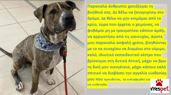 Ράτσα: Αμερικάνικο Σταφορντσάιρ τεριέ - American Staffordshire Terrier | Ηλικία: 3 ετών | Φύλο: Αρσενικό | Αρ. Microchip: 982012221212121 | Περιοχή: Αττική